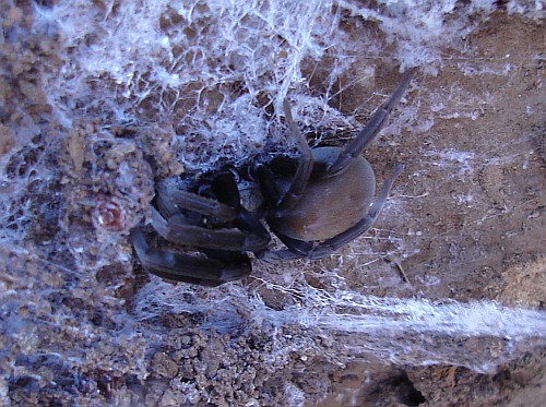 Small tarantula species resting on the underside of a boulder.