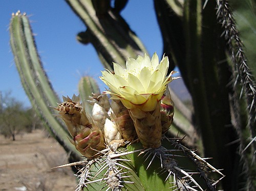 Side view of a yellow cactus flower.