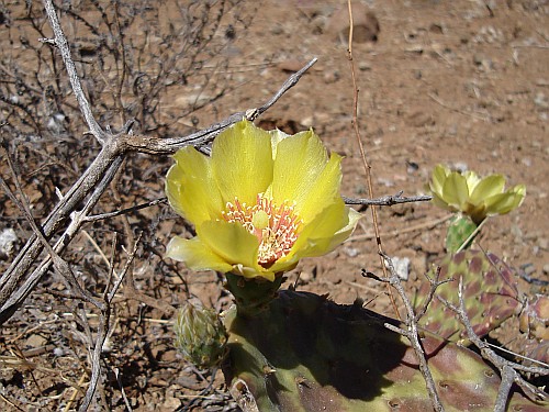 Yellow cactus flower, Opuntia species.