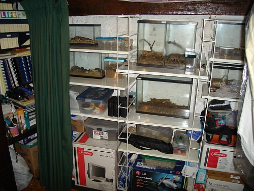 The back of my office: shelves with terrariums and other stuff.