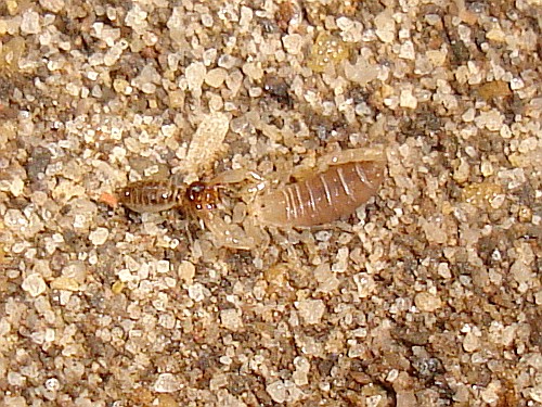Diplocentrus bereai catching a ground termite (February 21st, 2007).