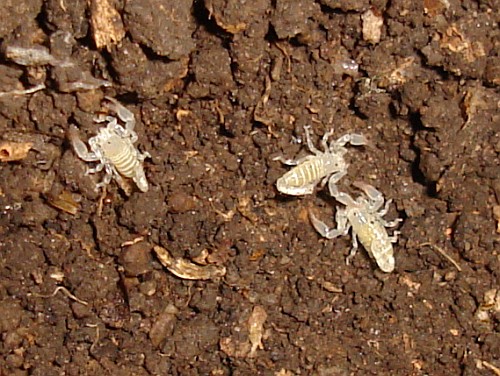 Three juvenile Diplocentrus bereai (August 8th, 2006).