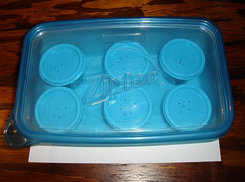 The Ziploc box containing the 6 cups, each housing one Diplocentrus bereai.