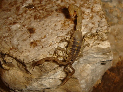 Centruroides species from the state of Oaxaca.