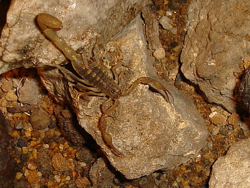 Centruroides species from Oaxaca, top view.