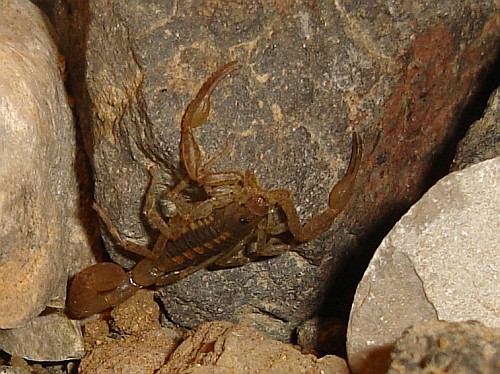 Centruroides species from the state of Oaxaca.