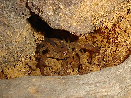 Centruroides species from the state of Puebla.