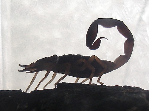 Juvenile Centruroides flavopictus flavopictus, Xalapa, Veracruz.