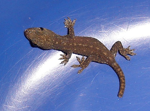 Baby house gecko in a blue bin.