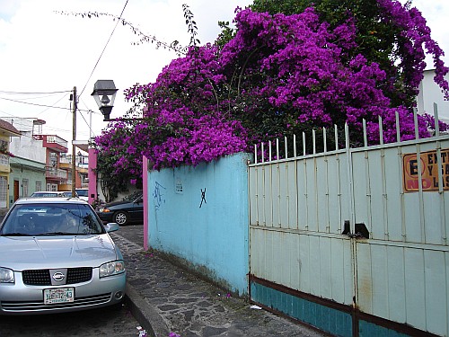 Tree with beautiful purple flowers.