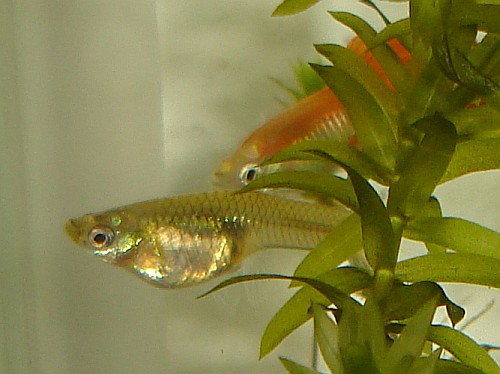 The orange male guppy, and the female guppy that gave birth.