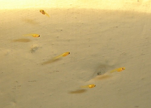 Guppy fry, less then one day old.