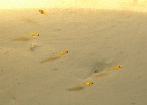 Newborn Platy Fry