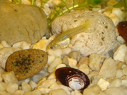 Mother guppy foraging at the bottom of the fish tank.