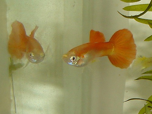 Orange male guppy and its reflection.