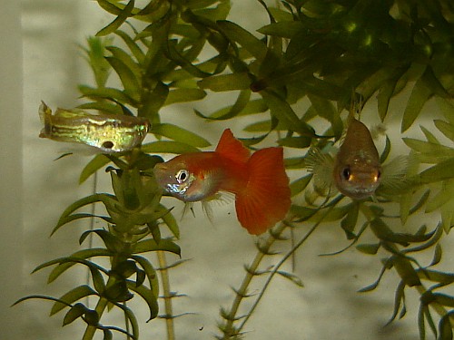 Three of the guppies (Poecilia reticulata) after I moved them to another fish tank.