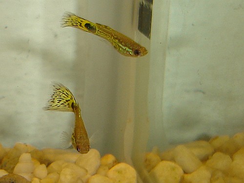 Two male guppies (Poecilia reticulata).