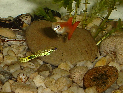 Two male guppies near the substrate.