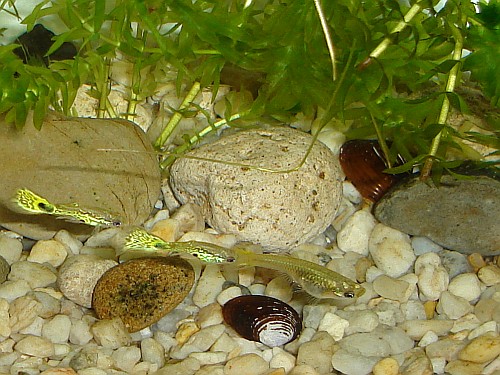 Two male guppies, and one female guppy.