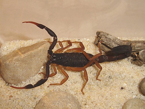Scorpion from Chiapas in its new enclosure.