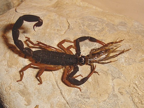 Scorpion eating a captured house cricket.
