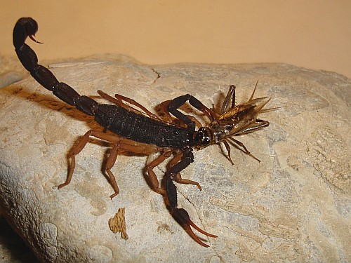 Scorpion eating a captured house cricket.