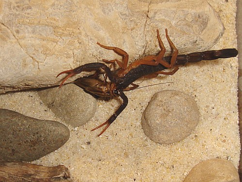 Scorpion carrying the dead house cricket.