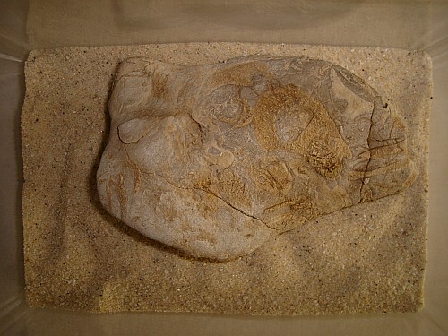 A large stone pressed into the sand of the scorpion enclosure.