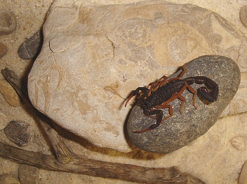Enclosure with stones, a piece of dry wood, and the scorpion.