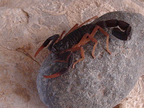 Side view of the scorpion (Centruroides species).