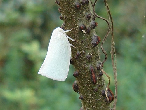 A white flatid planthopper.