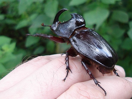 Male rhinoceros beetle.