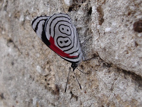 Anna's Eighty-eight butterfly (Diaethria a. anna), ventral, resting on a wall.