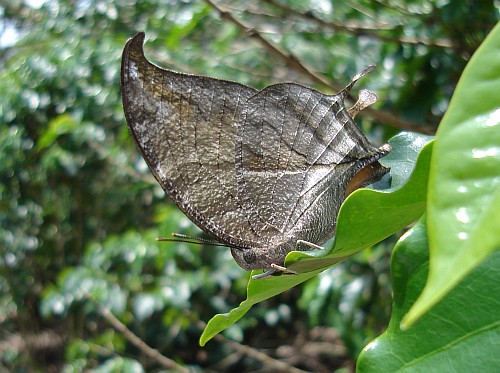 A pearly leafwing (Consul e. electra), ventral, resting on a leaf of a coffee plant.
