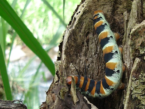 Caterpillar on a tree.