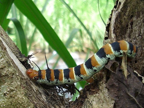 Caterpillar on a tree.