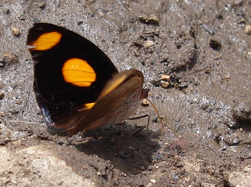 Male Blue-frosted Banner (Catonephele numilia esite), dorsal.