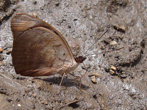 Male Blue-frosted Banner (Catonephele numilia esite), ventral.