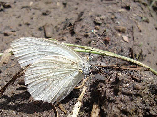 Close-up of a white butterfly,