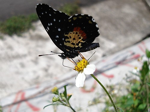 Crimson patch (Chlosyne janais), ventral, on white flower.