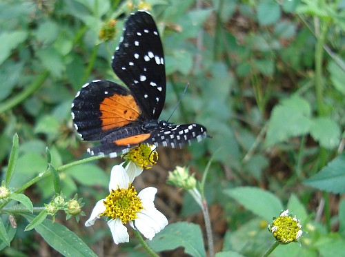 Crimson patch (Chlosyne janais), dorsal.