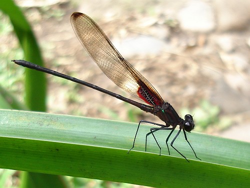 Damselfly resting on a leaf.