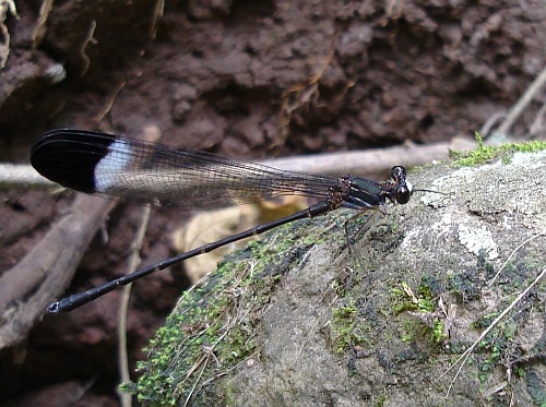 Damselfly resting on a stone.