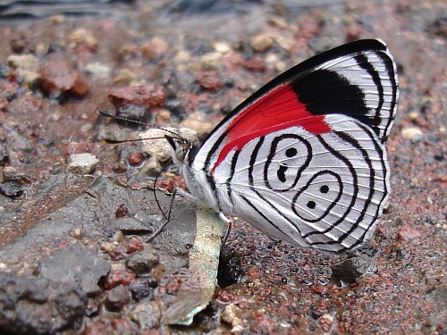 Anna's Eighty-eight butterfly (Diaethria a. anna), ventral, drinking water.