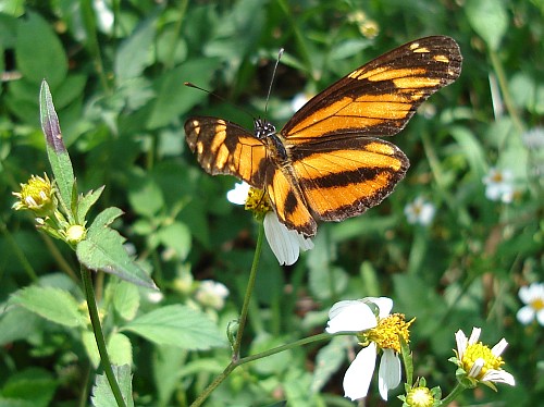 Longwing Crescent (Eresia p. phillyra), dorsal, on flower.