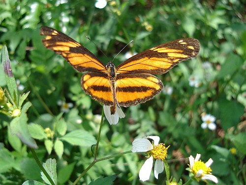 Longwing Crescent (Eresia p. phillyra), dorsal, on flower.