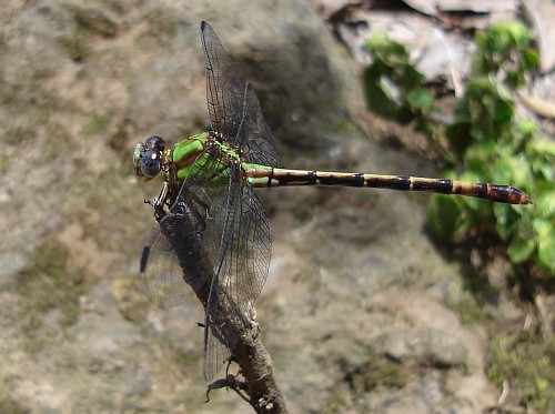 A green dragonfly, resting.