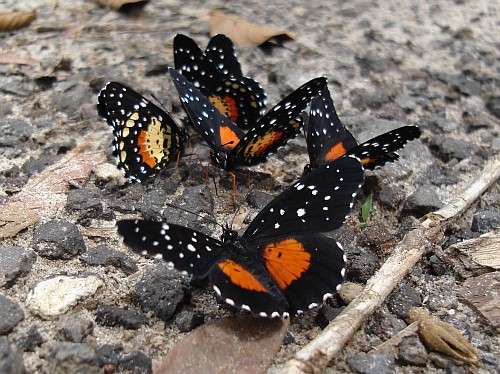 group-of-crimson-patch-chlosyne-janais-butterflies.jpg