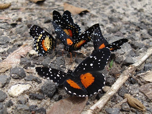 A small group of Crimson patch (Chlosyne janais) butterflies.