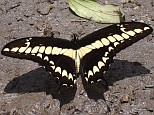 Dorsal view of a Thoas swallowtail, Papilio (Heraclides) thoas autocles